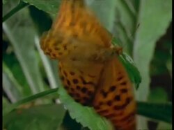Silver-washed Fritillary (Angynnis paphia) adult flaps wings & flies away, England Stock Footage