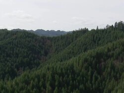WS AERIAL View of forest in mountain / Oregon, United States Stock Footage
