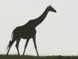  MS TS Giraffes walking / Tanzania Stock Footage