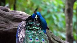 Peacock Stock Footage