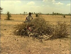 Herdsmen try to beat the drought by grazing their cattle in national parks News Clip