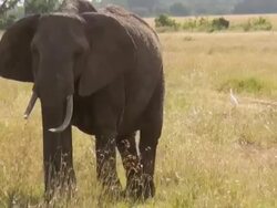 MS TS Two Elephants walking through african savanna AUDIO / Samburu, Rift Valley, Kenya Stock Footage