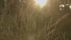 Long grass sunset Stock Footage
