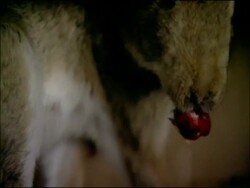 Rabbit (Oryctolagus cuniculus) eating afterbirth, Andalucia, Spain Stock Footage