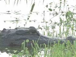 Big alligator 2 Stock Footage