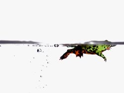 MS SLO MO Shot of red-bellied toad jumping into water and poking its head above surface then swimming out / Studio, New Jersey, United States Stock Footage