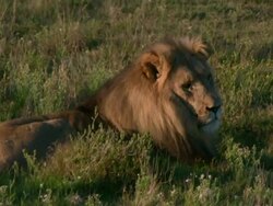 Lion in South Africa 4 Stock Footage