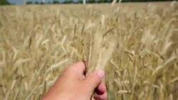 Farmer checking cereal Stock Footage