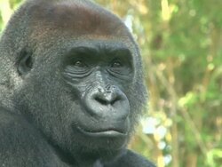 Gorilla Stock Footage