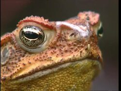 CU cane toad head - right side Stock Footage