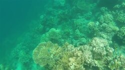 Coral reef in Djibouti. Stock Footage