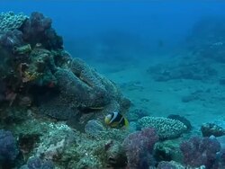 MS POV Two bar anemone fish swimming between tentacles of anemone which is moving with surge and surrounded by various coral and sponges / Matola, Maputo, Mozambique Stock Footage