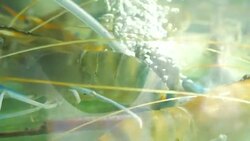 Air bubble in shrimps tank Stock Footage