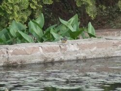 yellow wagtail Stock Footage