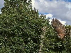 MS SLO MO Owl taking off from tree / Vieux Pont, Normandy, France Stock Footage