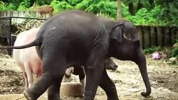 CLEAN : Thai zoo offers front-row view of elephants swimming News Clip