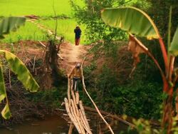 MS Shot of two people crossing small primitive wooden bridge , piece of green rice field / Road from Luang Prabang to Nong Khio, Luang Prabang, Laos Stock Footage