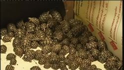Customs intercept illegal shipment of tortoises Instructional Video