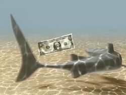 Dollar and Shark 2 Stock Footage