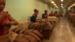 Cuban cigar factory workers assemble cigars. Stock Footage