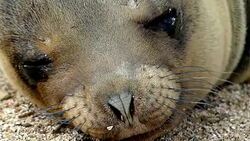 Sea lion in Galapagos Stock Footage