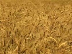 Wheat Field Stock Footage