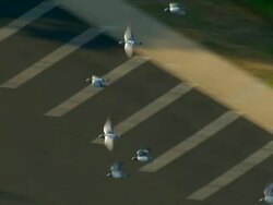 Medium  aerial pan-left tracking-left - A flock of pigeons flies above a suburban community. /  USA Stock Footage