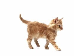 MS TS SLO MO Red tabby domestic cat kittens playing / Vieux, Normandy, France   Stock Footage