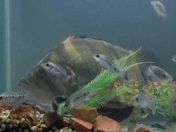 Tiger fish in the aquarium. Stock Footage