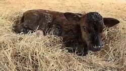 Newborn calf with Zoom Out Technique Stock Footage