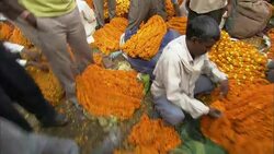 Vendors sort marigold necklaces at a market in India. Stock Footage