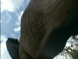 African Elephant, CU walks overhead away from camera, Kenya, Africa Stock Footage