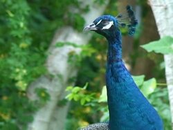 Peacock  Looking Around Stock Footage