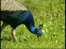 Peacock feeding, male pecking at grass, sunny, MS side view, Israel Stock Footage