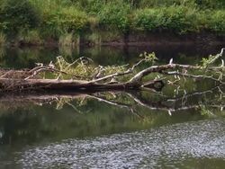 MS Wood log in water lake  /  Washington, United States Stock Footage