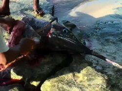 Dramatic live reportage of a poaching episode (marlin dissection) Stock Footage