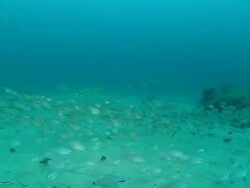 MS TS Shot of School of sweepers and cardinal fish swimming and darting above sea floor then regrouping and observing surroundings / Matola, Maputo, Mozambique Stock Footage