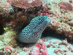 Honeycomb Moray Eel (Gymnothorax favagineus) peeking out of crevice, Vaavu Atoll, The Maldives Stock Footage