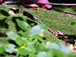 HD Red shoes in forest (crime?) pan & tilt Stock Footage