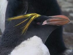CU View of Macaroni Penguin / South Georgia Island , Sub-Antarctic Region , British Territory, Antarctica  Stock Footage