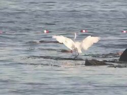 Egret in the ocean 16 Stock Footage