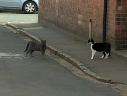 Two cats fight in the street ahead of David Cameron visit News Clip