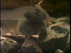 CU view of tadpole, with tadpoles of different sizes swimming around in background, United Kingdom Stock Footage