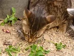 Cats eat grass Stock Footage
