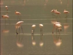 MWA small group of flamingos feeding in water, Tanzania Stock Footage