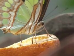 Butterfly feeding Stock Footage