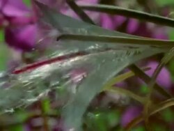 CU Willowherb (Epilobium sp.) seed pod bursting and dispersing in wind Stock Footage
