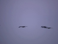 European Cranes (Grus grus) in flight and landing on lake shore, North East Extremadura in Dehesa. Stock Footage