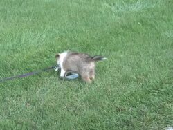 Playful dog - HD 1080/30f Stock Footage