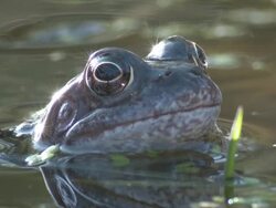Common frog (Rana temporaria) side view, UK Stock Footage